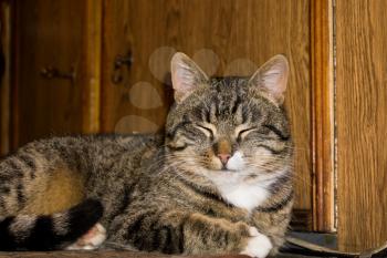 Portrait of a cute tabby cat posing in a living room.