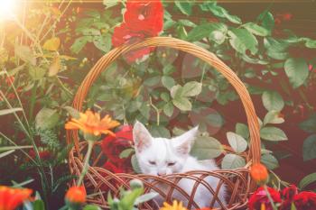 Little white kitten in a wicker basket and red roses in the garden, filtered.