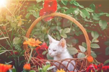 Little white kitten in a wicker basket and red roses in the garden, filtered.