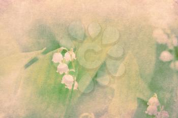 White flowers of may lily of the valley with big green leaves with paper texture background.