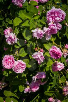 Decorative climbing roses of pink color blooming in the garden.