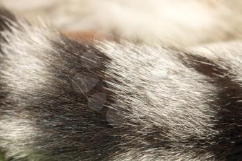 Close up photo of tabby cat tail as background.