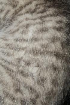 Fur of a striped tabby cat close up as abstract background.