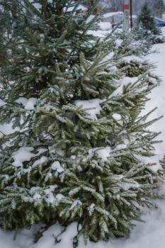 Snowy fir trees in cold winter day, close up photo.