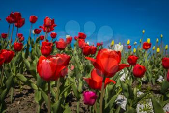 Colorful spring tulips in flower bed under the sunlight.