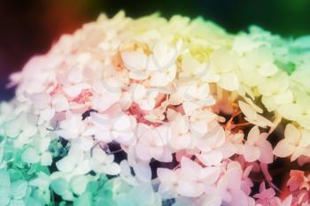 White inflorescence of white hydrangea, rainbow colors close up floral background.