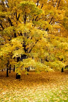 Tree in the city park with yellow leaves, autumn season.