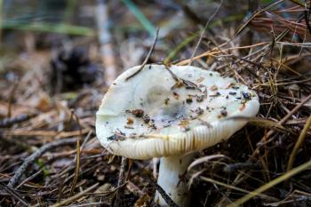 Wild mushroom with white cap in the autumn forest.