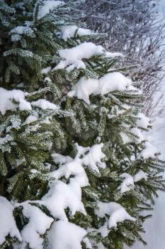 Fresh white snow on evergreen tree branches, natural winter background.