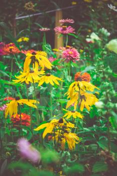 Bright colorful flower garden with various flowers, vintage close up.