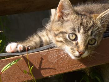 Pretty striped kitten relaxing on wooden stairs.