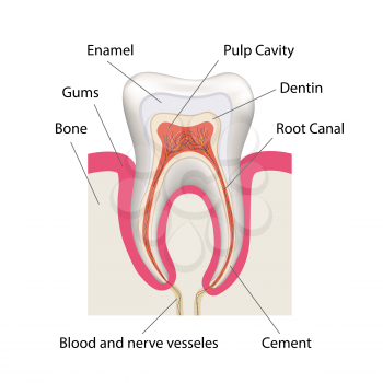 Detailed human tooth anatomy infographic chart on white
