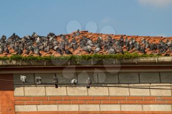 Group of birds live in an urban environment