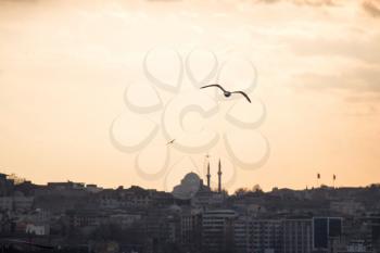 Seagulls flying in sky  in Istanbul of Turkey