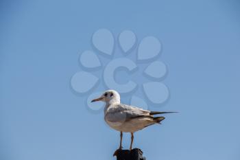 Single seagull is sitting on the roof