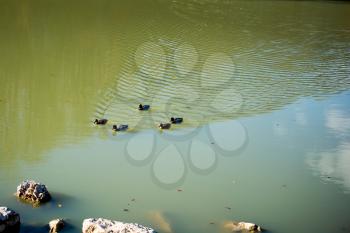 Lonely ducks swimming in the pond