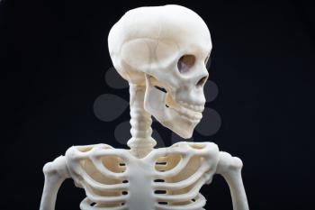 Human skeleton skull model  for anatomy science.  Medical clinic concept.