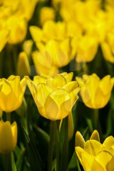 Yellow color Tulips Bloom in Spring in garden