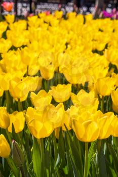 Yellow color Tulips Bloom in Spring in garden