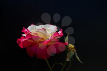 Beautiful rose with a black background