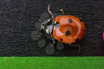 Beautiful photo of red ladybug walking on a notice board
