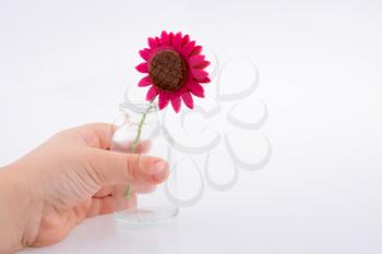 Fake flower in the  hand of a child on white background