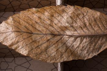 Beautiful dry autumn leaf placed on a divided box