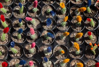 Little colorful cactus plant in the garden shop