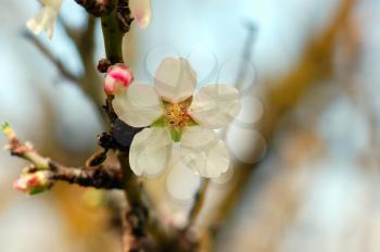 Blooming almond tree flower detail. Spring season background.
