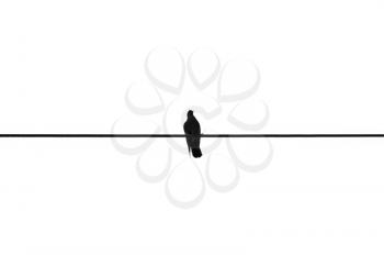 Bird resting on a wire. Black and white.