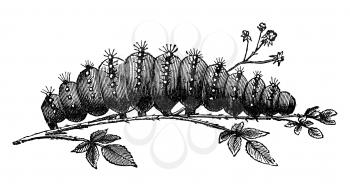 Caterpillar of emperor moth, vintage illustration. Sourced from antique book The Playtime Naturalist by Dr. J.E. Taylor, published in London UK, 1889.
