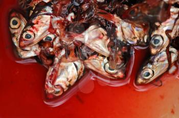 Pile of cut off fish heads on blood background.