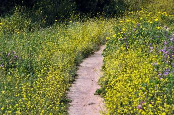 Path through a field of blooming flowers. Spring season background.