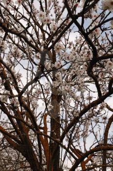 Blooming almond tree branches. Nature springtime background.