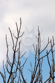 Leafless tree branches silhouette and cloudy sky.