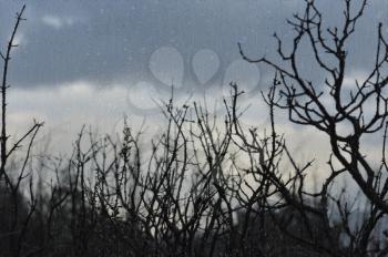 Tree branches silhouette and dark winter sky seen through window with raindrops.
