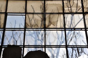 Tree branches and stained factory window. Sunlight reflected on broken glass abstract background.
