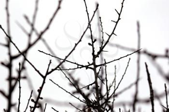 Leafless branches silhouette on white background. Nature abstract.