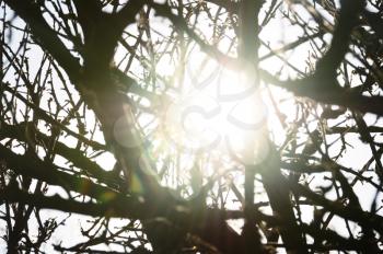Sunlight reflected through tree branches silhouette. Sunny day abstract lens flare.