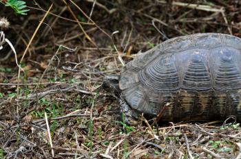Forest turtle in natural environment. Animal background.
