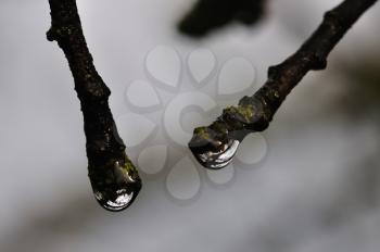 Droplets on twigs macro. Tree branches after the rain abstract background.