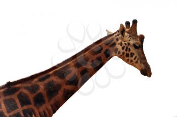 Baringo giraffe head and neck detail on white background. Endangered animal.