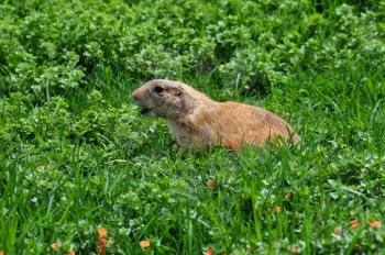 Prairie dog making a barking sound. Rodent animal among grass.
