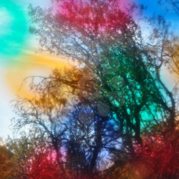 Glowing forest tree branches blur through colorful glass. Abstract landscape beauty in nature.