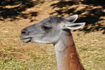 Guanaco lama guanicoe camelid animalhead closeup.