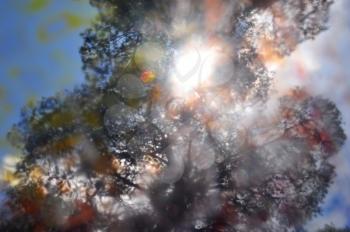 Sunlight through tree branches silhouette colorful paint stained glass blur distortion.