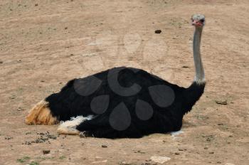 African wild ostrich sitting on the ground. Large flightless bird animal background.