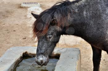 Skyrian mountain pony drinking water from a trough. Endangered wild horse.