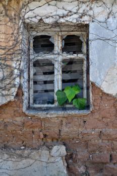 Green ivy leaves growing through broken rusty window of abandoned house. Textured crumbling wall background.