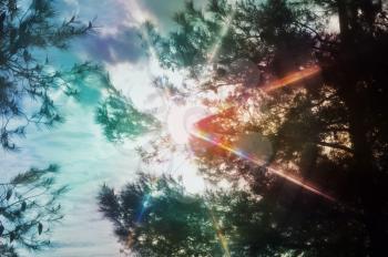 Sun rays lens flare light spectrum through pine trees. Abstract spring nature colorful motion blur.